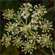 Thysselinum palustre
