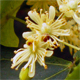 Tilia cordata