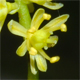 Tofieldia calyculata