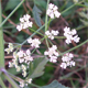Torilis arvensis
