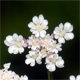 Torilis japonica