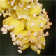 Trachycarpus fortunei