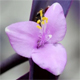 Tradescantia pallida