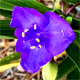 Tradescantia virginiana