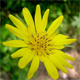 Tragopogon dubius