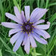Tragopogon eriospermus