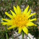 Tragopogon orientalis