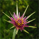 Tragopogon porrifolius
