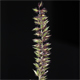 Tragus racemosus