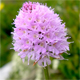 Traunsteinera globosa