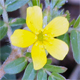 Tribulus terrestris
