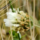 Trifolium alexandrinum