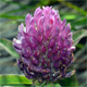 Trifolium alpestre