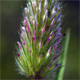 Trifolium angustifolium