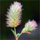 Trifolium arvense