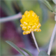Trifolium campestre