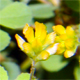 Trifolium dubium