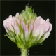 Trifolium fragiferum