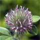 Trifolium hirtum