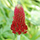 Trifolium incarnatum i.
