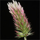 Trifolium incarnatum m.