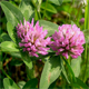 Trifolium medium