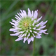 Trifolium montanum