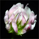 Trifolium nigrescens