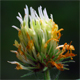 Trifolium ochroleucon