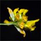 Trifolium patens