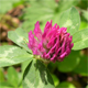 Trifolium pratense s.l.