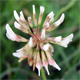 Trifolium repens