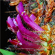Trifolium rubens