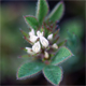 Trifolium scabrum