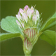 Trifolium striatum