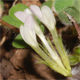 Trifolium subterraneum