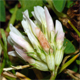 Trifolium thalii