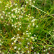 Trinia glauca