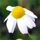 Tripleurospermum inodorum