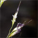 Trisetaria argentea