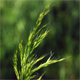 Trisetaria flavescens