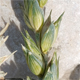 Triticum aestivum