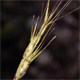 Triticum triunciale