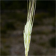 Triticum turgidum t.