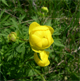 Trollius europaeus