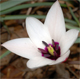Tulipa clusiana