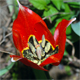 Tulipa raddii