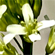 Turritis glabra