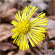 Tussilago farfara