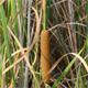 Typha angustifolia